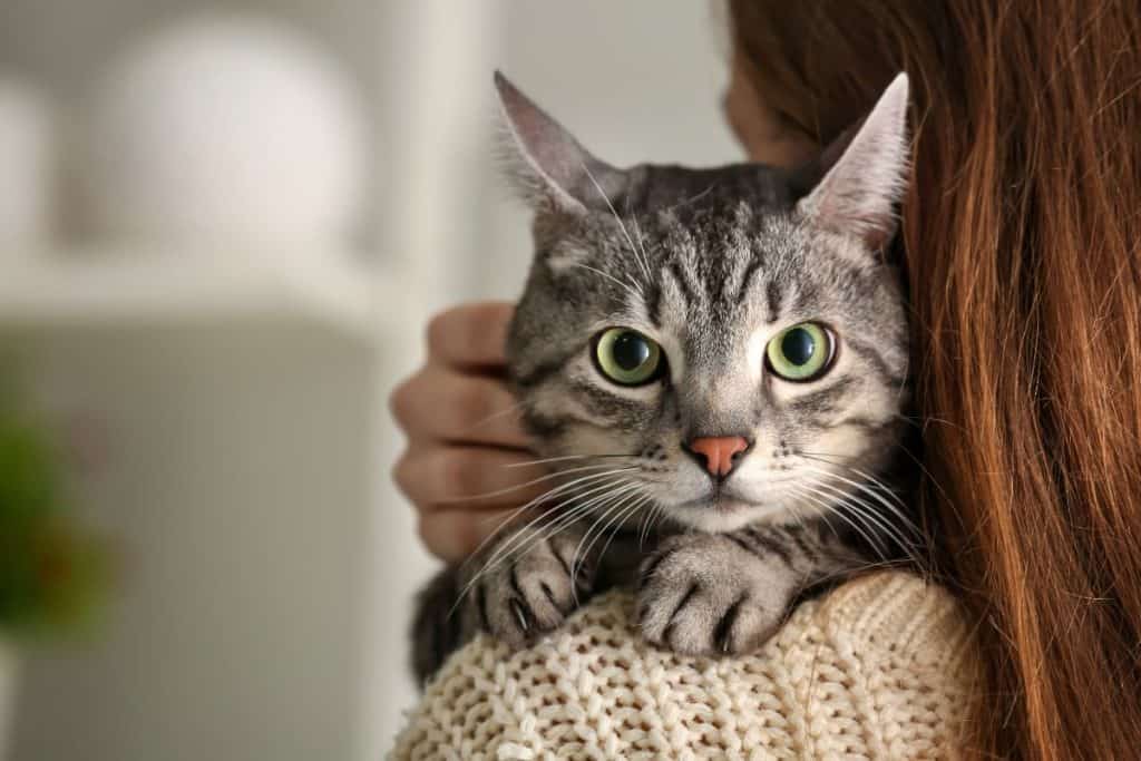 Cats without outdoor access: surprising truths about their real happiness revealed