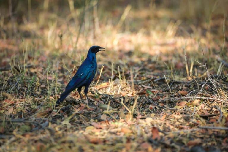Newly Discovered Animal Behaviors Leave Scientists Speechless: Number Nine Is Unbelievable
