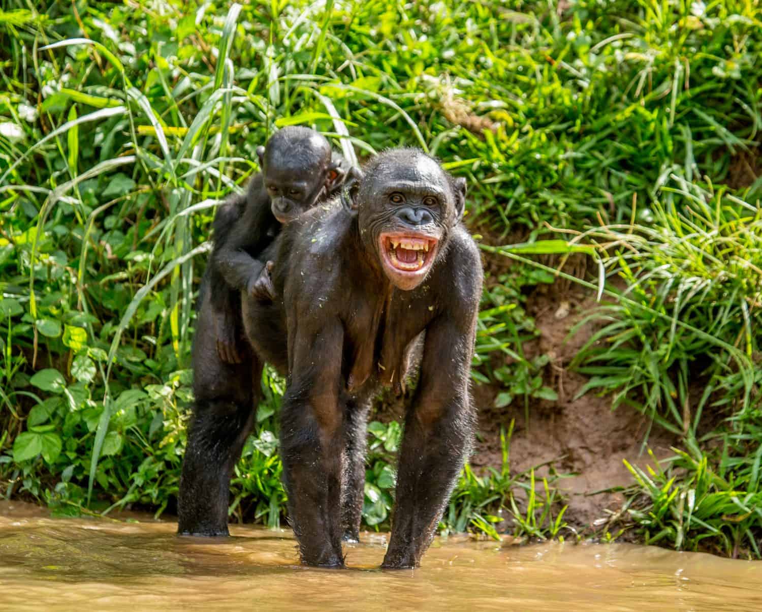 Mother bonobo with the baby on her back is standing in the water. Democratic Republic of the Congo. Africa.