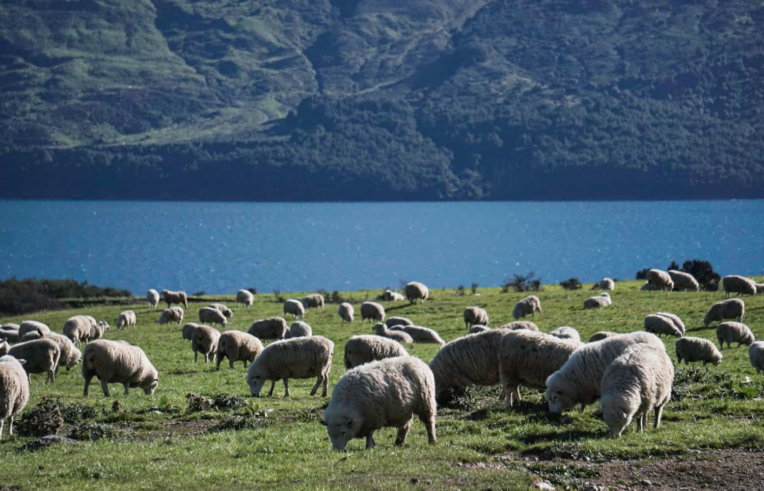 Sheep in New Zealand