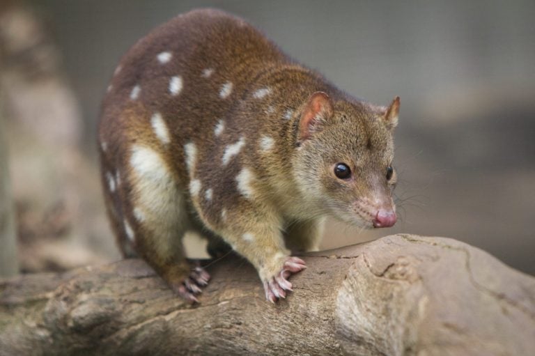 Tiger Quoll or Spotted Quoll