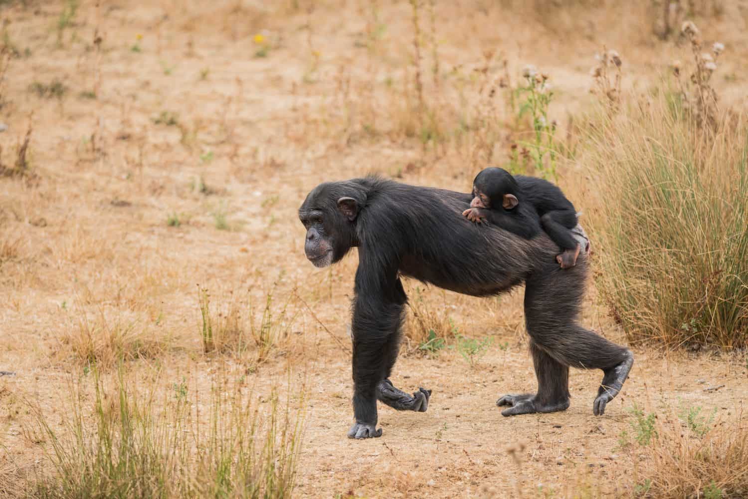 on the back of a Common chimpanzee there is a baby chimpanzee