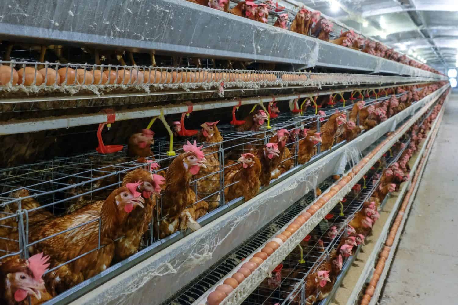 (noise and blur some chicken) Layer Chickens with Multilevel production line conveyor production line of chicken eggs of a poultry farm, Layer Farm housing, Agriculture technological equipment factory