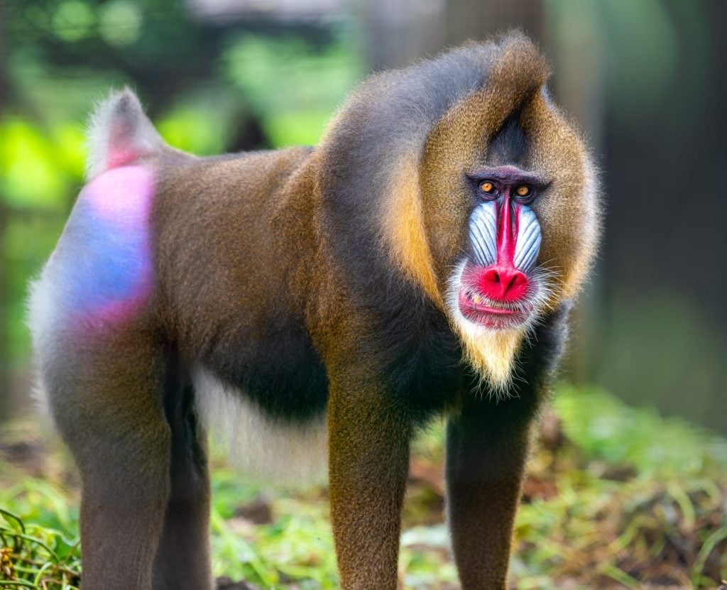 Beautiful mandrill portrait closeup, baboon monkey with colorful face and butt. Limbe wildlife center, Cameroon, West Africa. African wildlife apes.