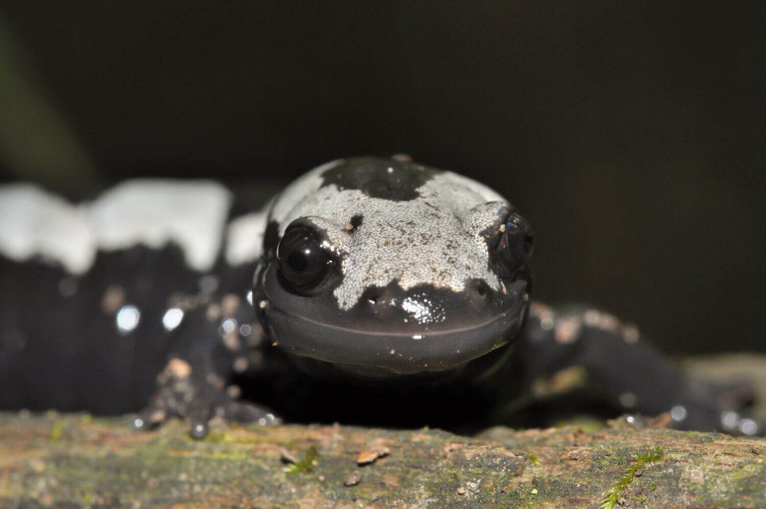 Marbled salamander macro close-up head portrait