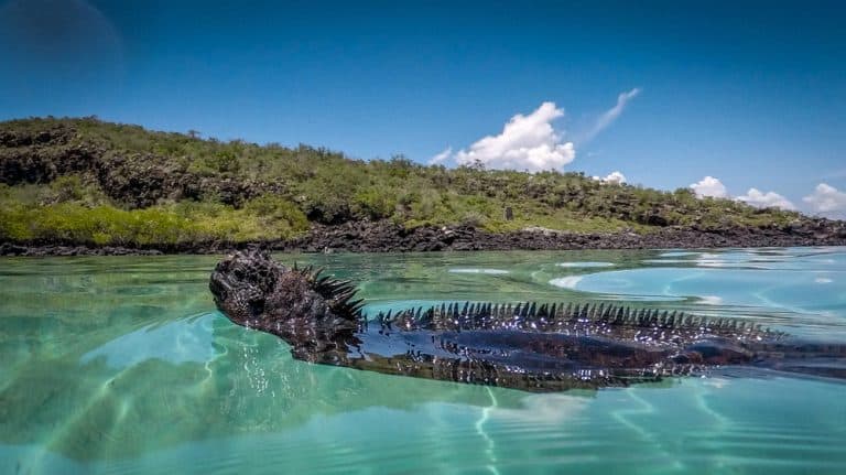 Galapagos Marine Iguana Swimming on Surface