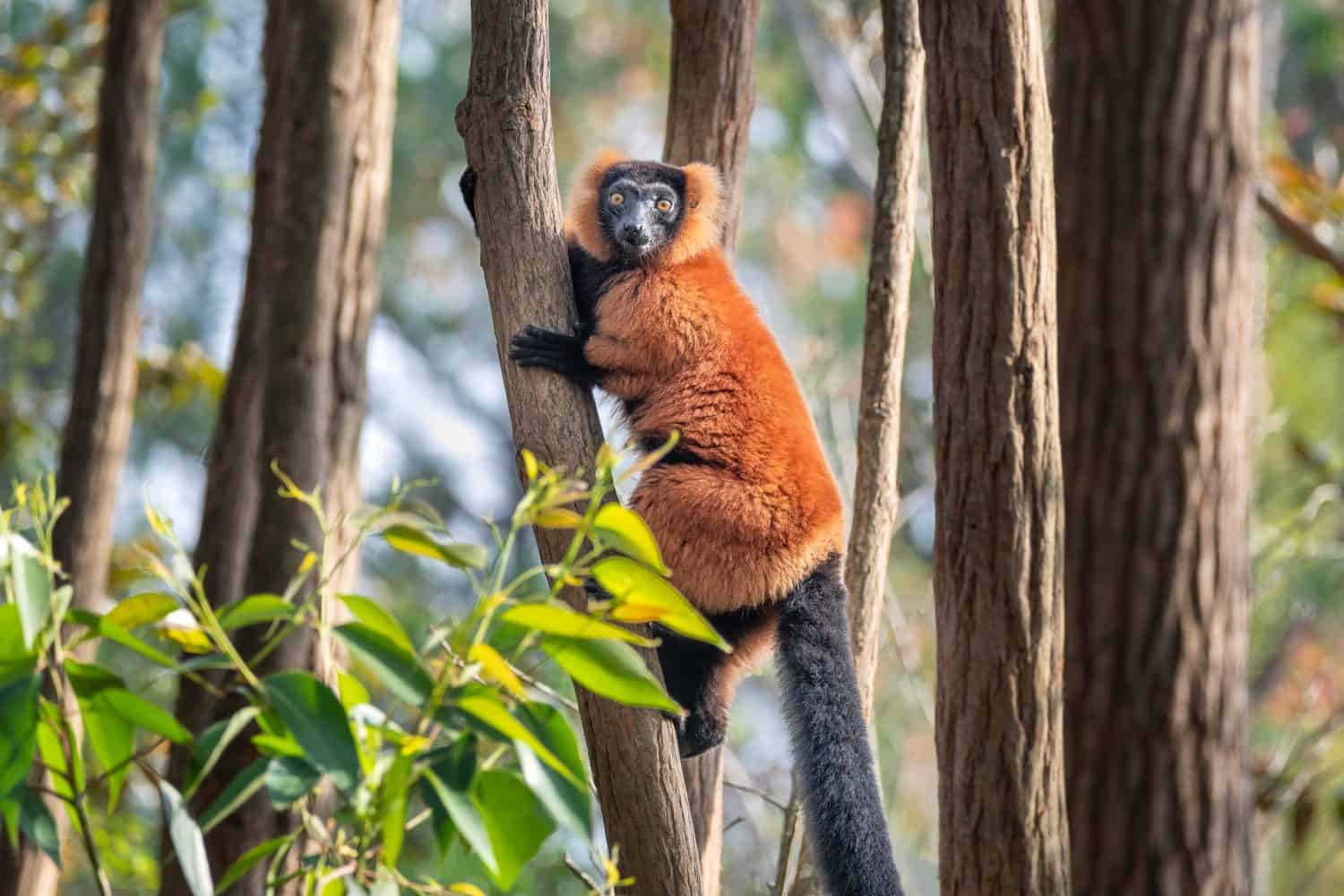 The red ruffed lemur (Varecia rubra) is an endangered species of ruffed lemur, one of two which are endemic to the island of Madagascar.