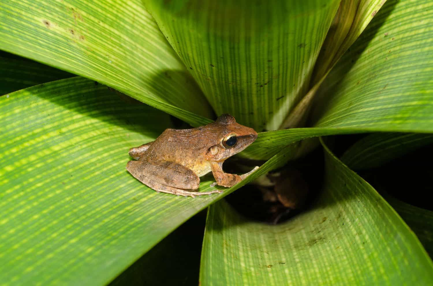 Haddadus binotatus (common name: clay robber frog) is a species of frog in the Craugastoridae family. It is endemic to Brazil. It inhabits primary and secondary forests and forest edges. 