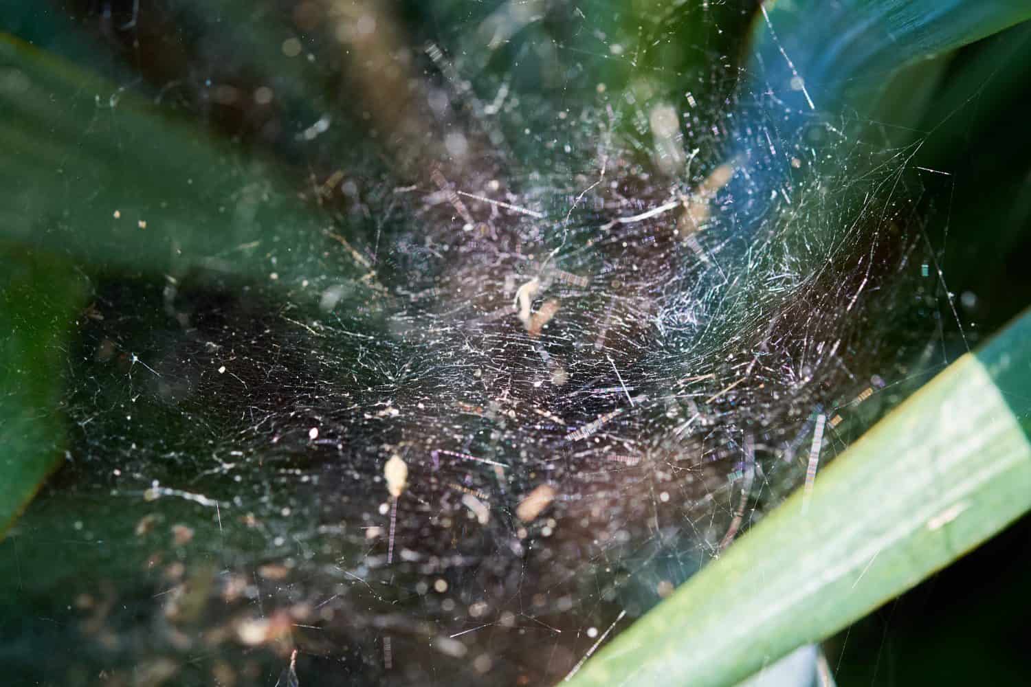 web woven in foliage close-up