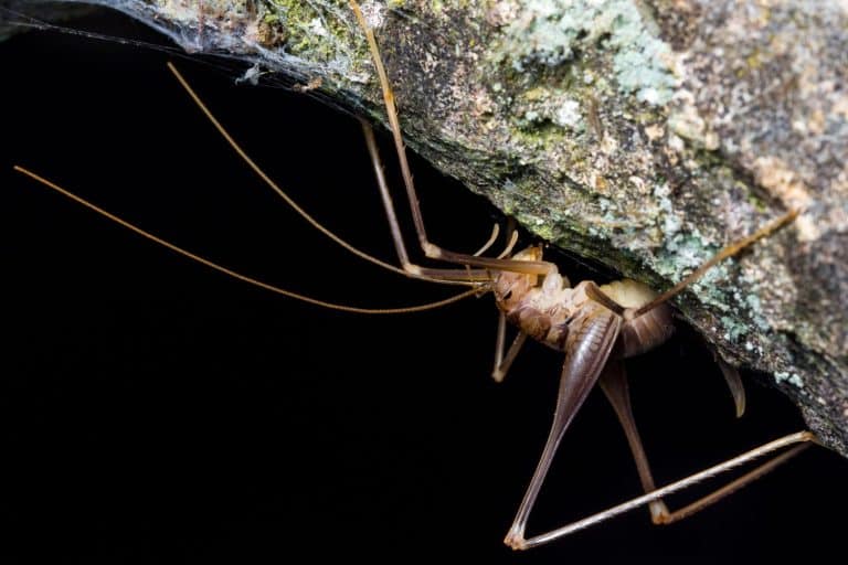 cave cricket (Dolichopoda linderi) an endemic rare species in the east of catalonia, lives in humid caves feeding on bat droppings, vegetable remains, etc.