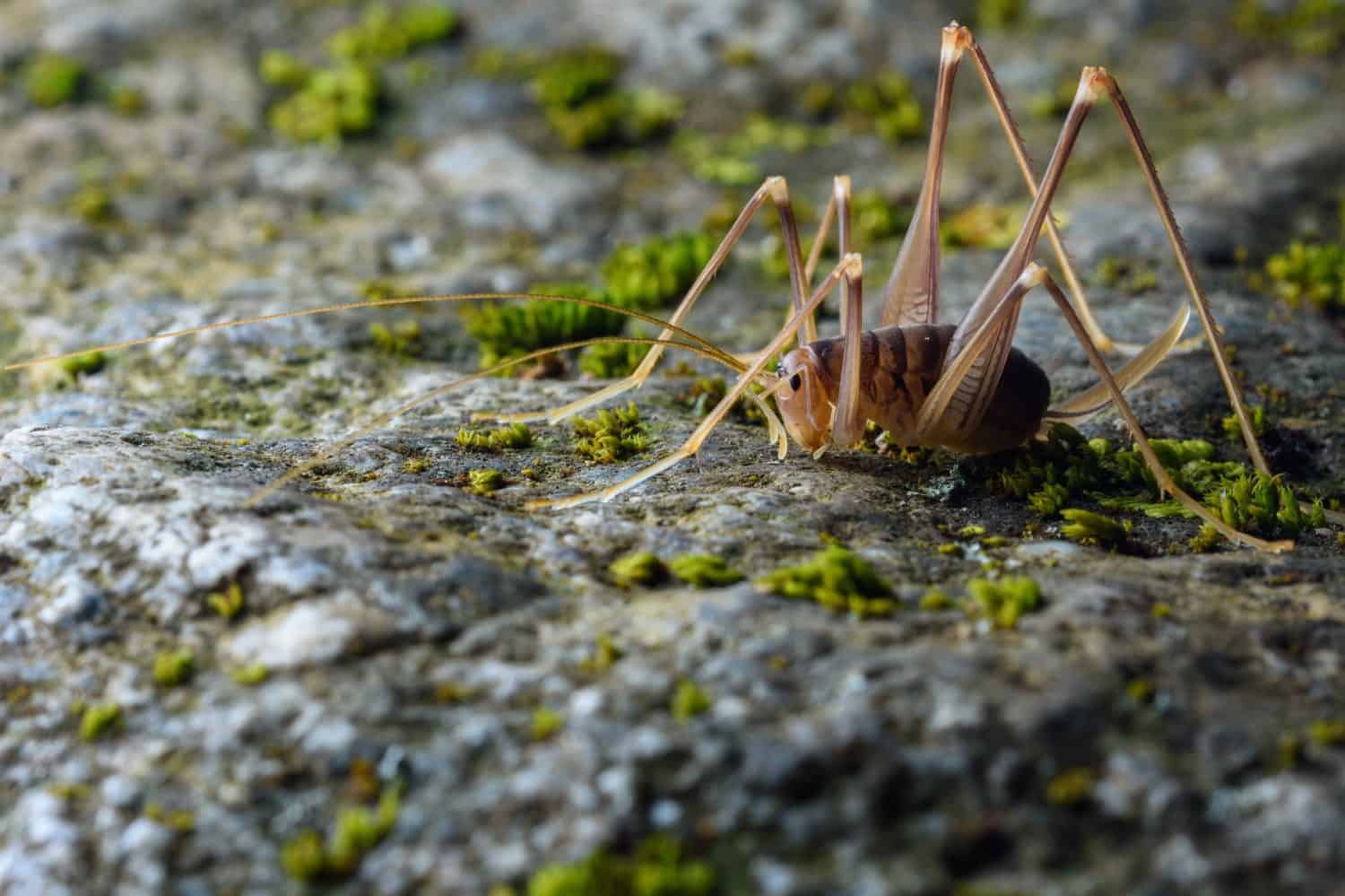 cave cricket (Dolichopoda linderi) an endemic rare species in the east of catalonia, lives in humid caves feeding on bat droppings, vegetable remains, etc.