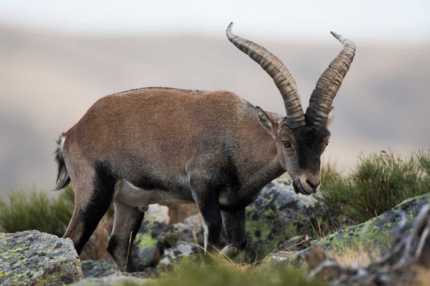 Male Pyrenean ibex in the sierra de gredos (spain)