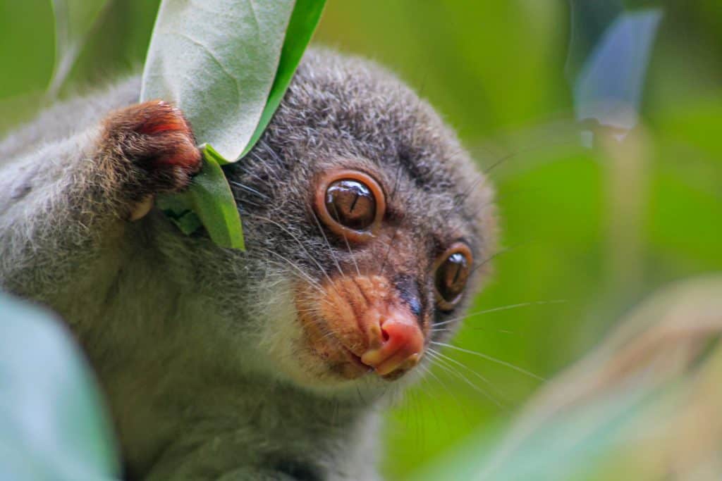 Common Spotted Cuscus in Manusela National Park, Indonesia