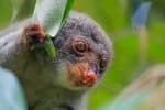 Common spotted cuscus