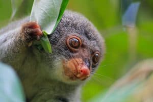 Common Spotted Cuscus in Manusela National Park, Indonesia