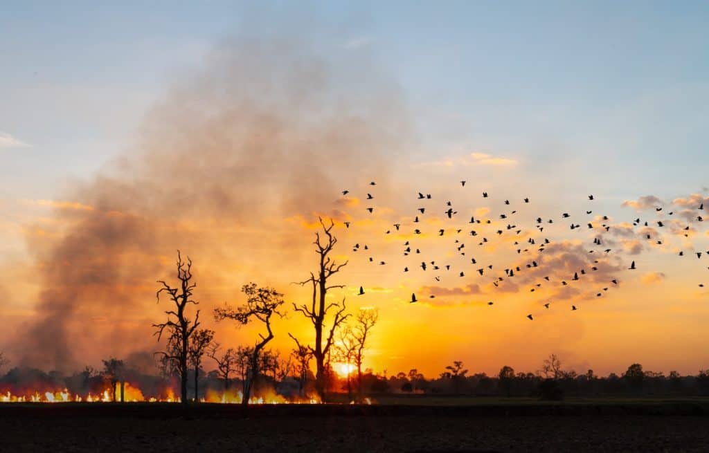 Forest Fire, Wildfire burning tree in orange and blue color at night,air pollution cause of dust PM2.5