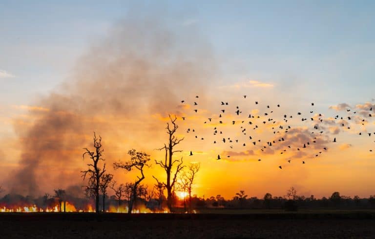 Forest Fire, Wildfire burning tree in orange and blue color at night,air pollution cause of dust PM2.5