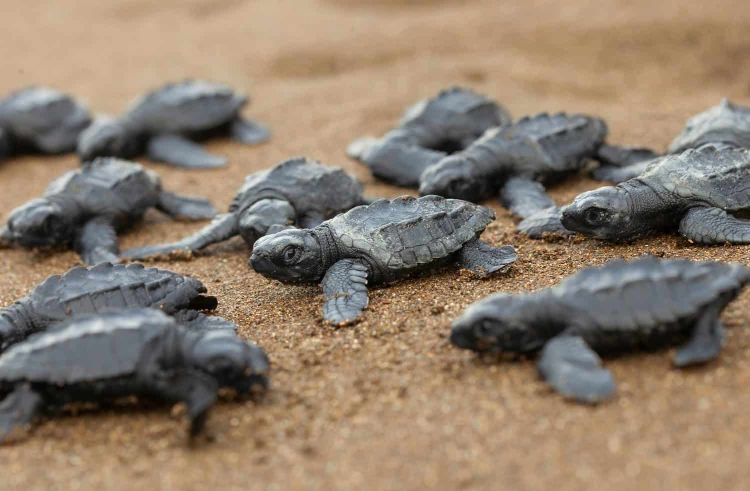 birth of de olive ridley sea turtle (Lepidochelys olivacea), also known as the Pacific ridley sea turtle