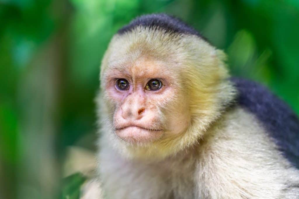 Portrait of a single specimen of Panamanian white-faced capuchin (Cebus imitator) in a tropical rain forest environment