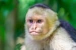Capuchin monkey