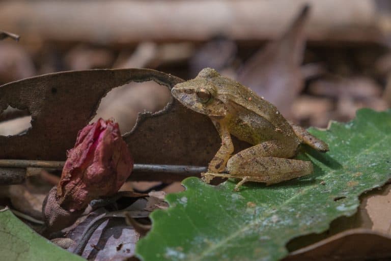 Clay Robber Frog (Haddadus binotatus) in the leaf litter on the forest floor in the Brazilian Atlantic Forest.