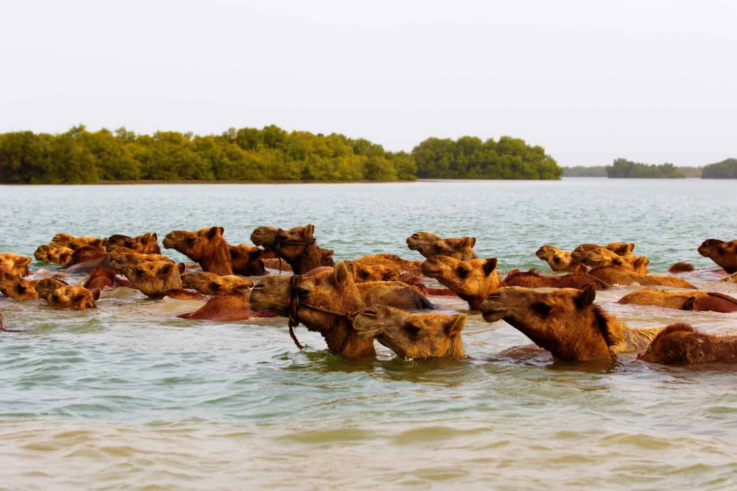 Kharai Camel or Swimming Camels are found only in Gujarat’s Bhuj area. It has been recently recognized as a separate breed (one among nine such breeds found in India) of camel for better conservation.