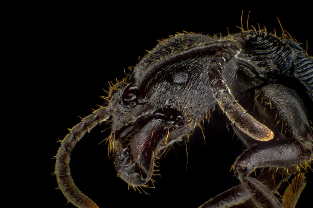 Head texture of a finger print ant Diacamma rugosum
