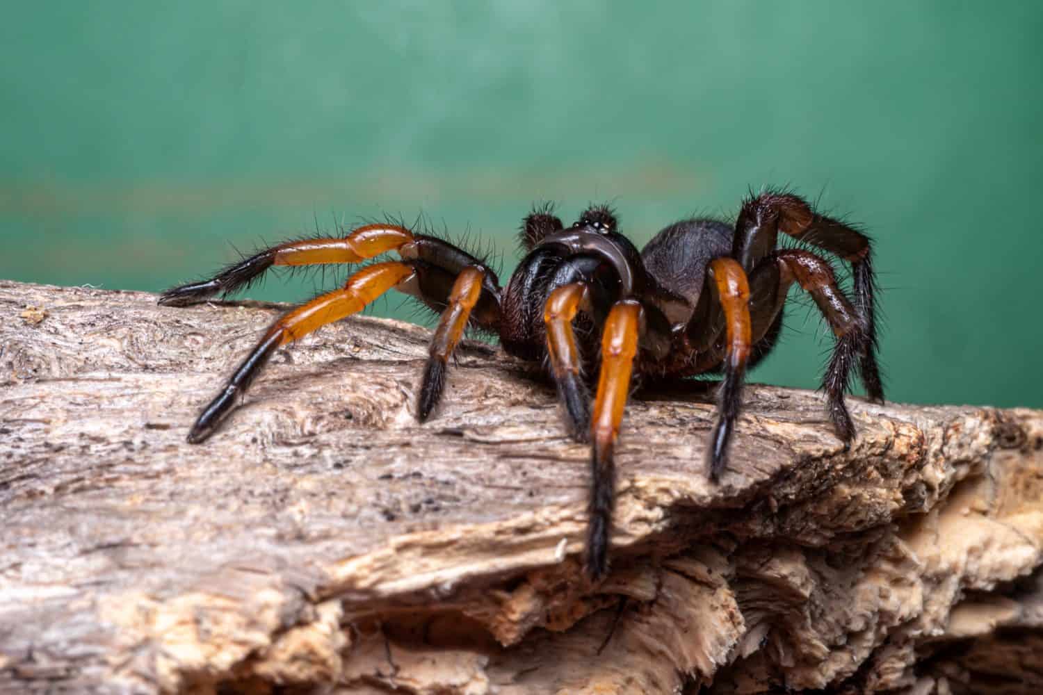 Trapdoor spiders on green background