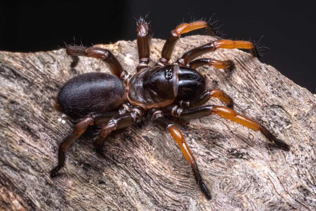 Trapdoor spiders on black background