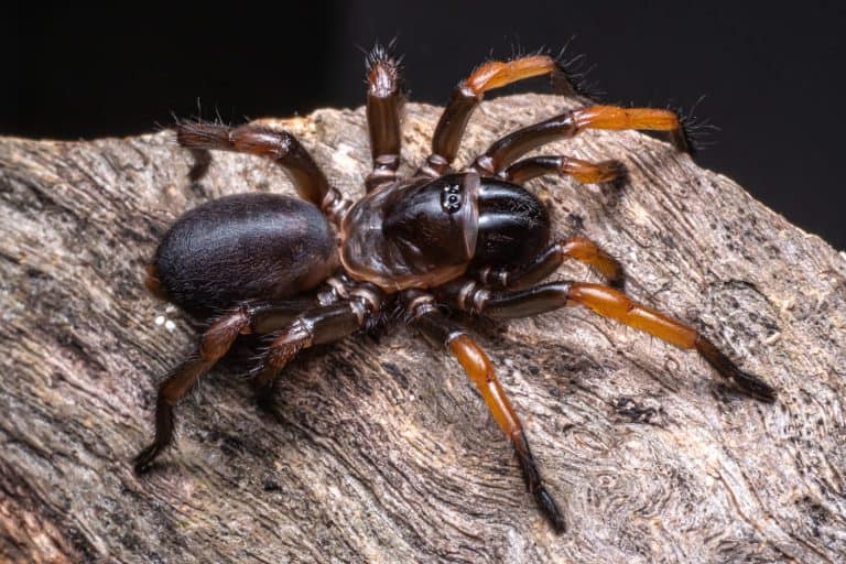 Trapdoor spiders on black background
