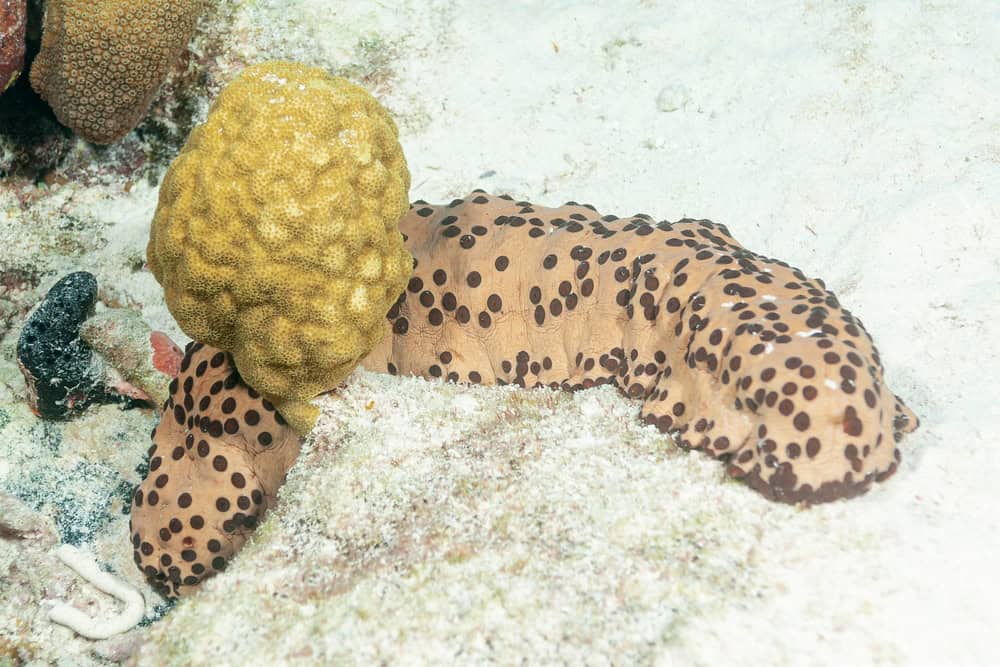 
Chocolate chip cucumber or cookie dough sea cucumber (Isostichopus badionotus) Bonaire, Leeward Islands