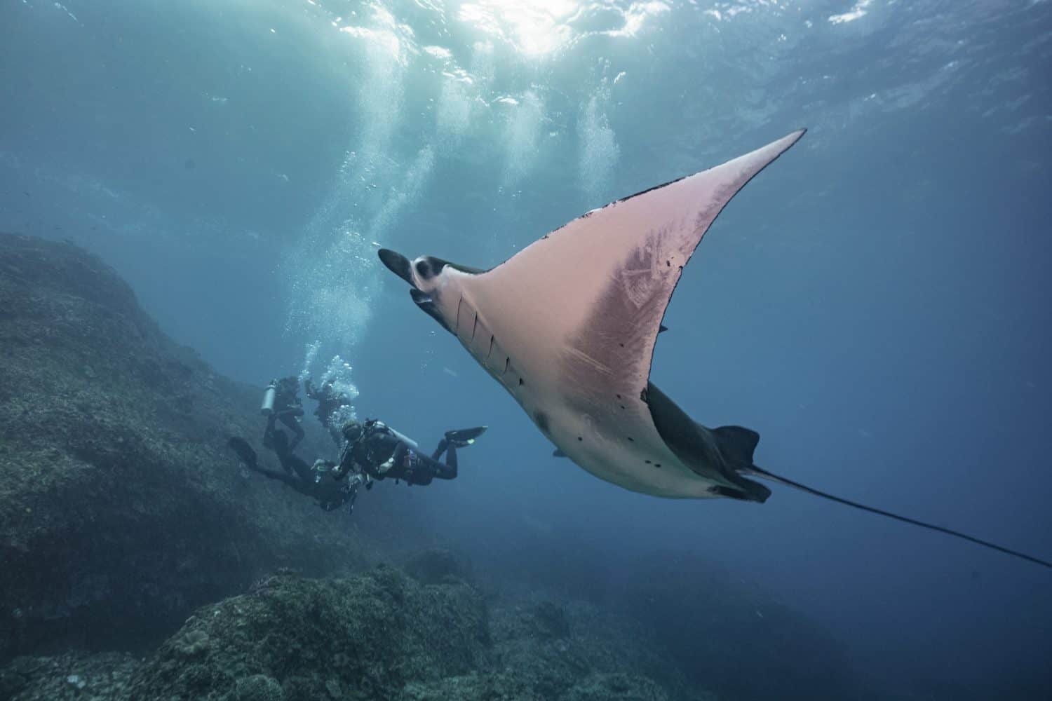 beautiful Manta Ray underwater with scuba divers
