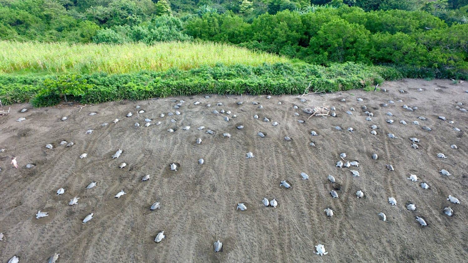 Aerial photo of olive ridley sea turtle mass-nesting arribada