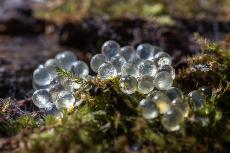 Leopard slug eggs cluster on pile of wet rotting wood