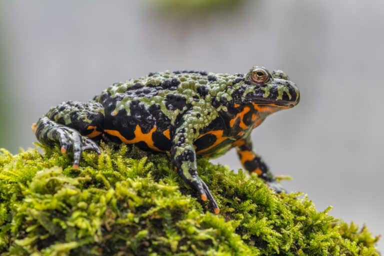 Fire-Bellied Toad
