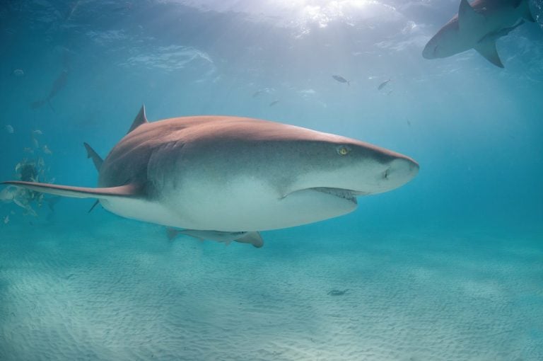 A large lemon shark cruises the ocean floor searching for food
