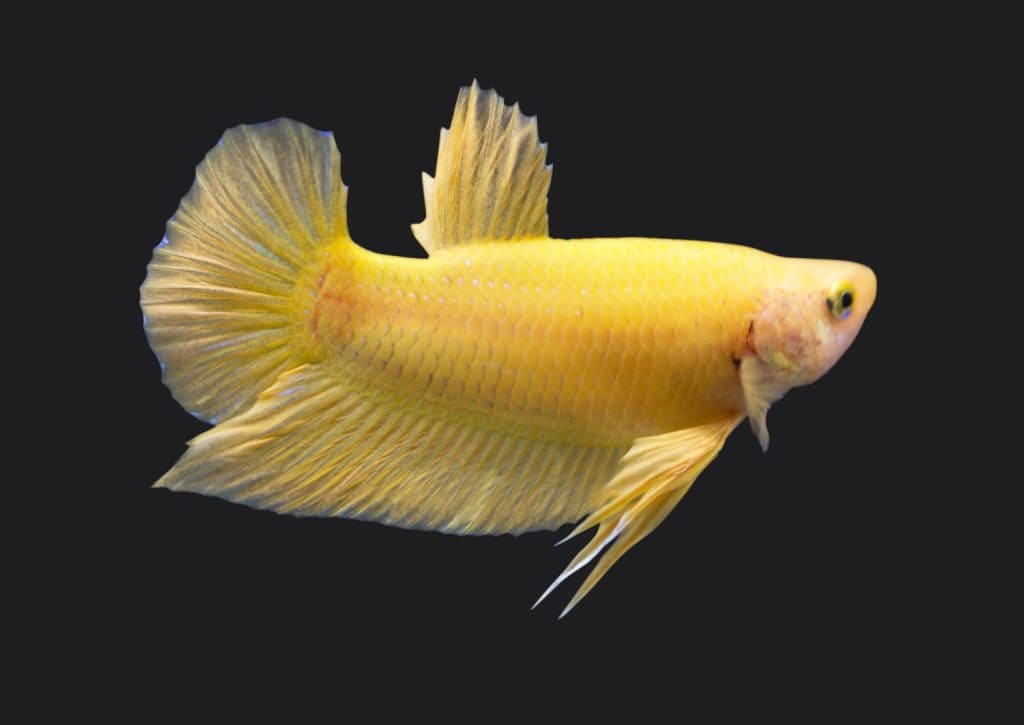 Betta Super Yellow Plakat HMPK Male or Plakat Fighting Fish Splendens On Black Background.