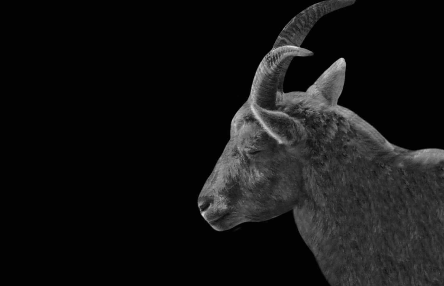 This Ibex Went Extinct, Was Cloned, Then Went Extinct Again