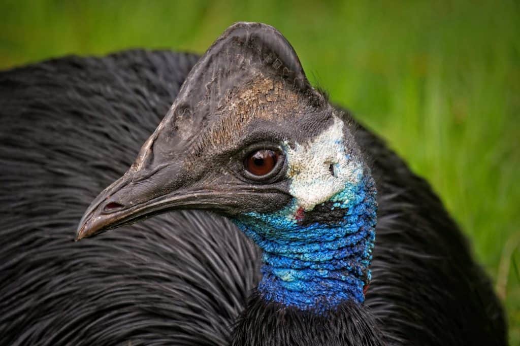 Portrait of the dwarf cassowary, Casuarius bennetti, with green background