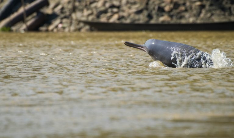 The South Asian river dolphin is an endangered freshwater or river dolphin living in the Indus River and connected channels, in the Beas River, in the Ganges and Brahmaputra.