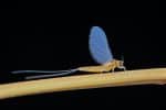 Mayfly