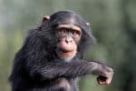 Chimpanzee