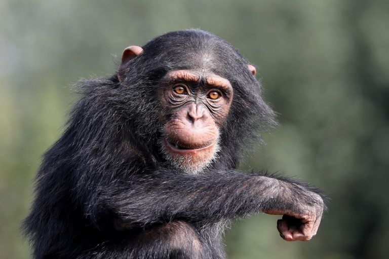 Chimpanzee