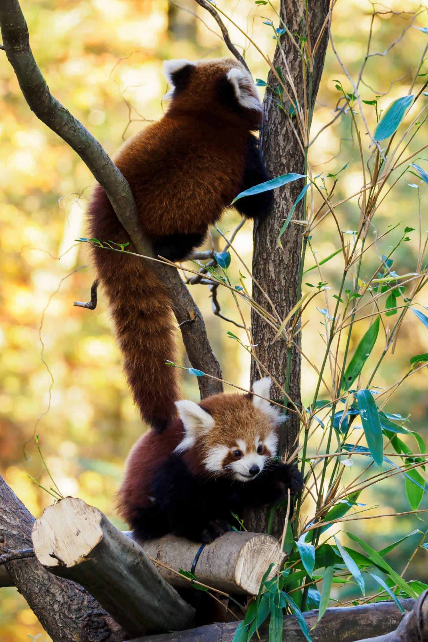 Red panda cub eating bamboo leaf.