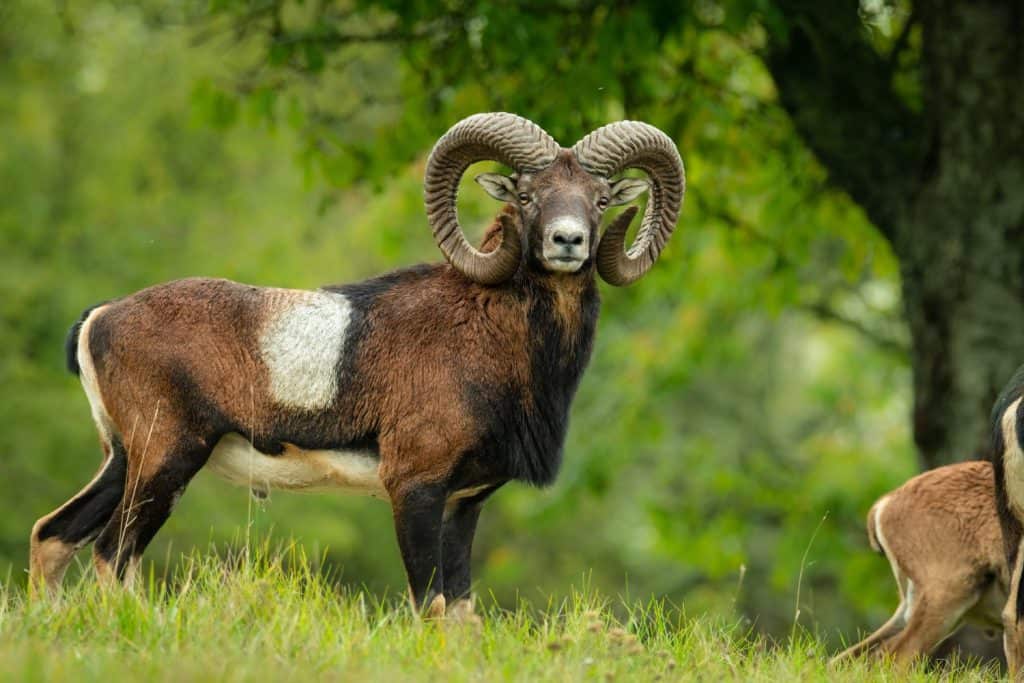 European mouflon (Ovis aries musimon), with beautiful green coloured background. Amazing mammal with brown hair near the forest. Autumn wildlife scene from nature, Czech Republic