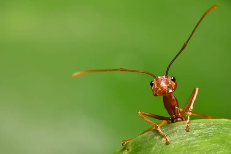 red ant in the nature.