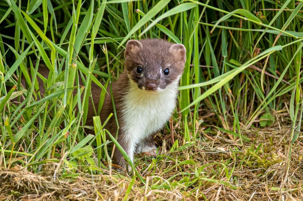 A young Stoat in grass