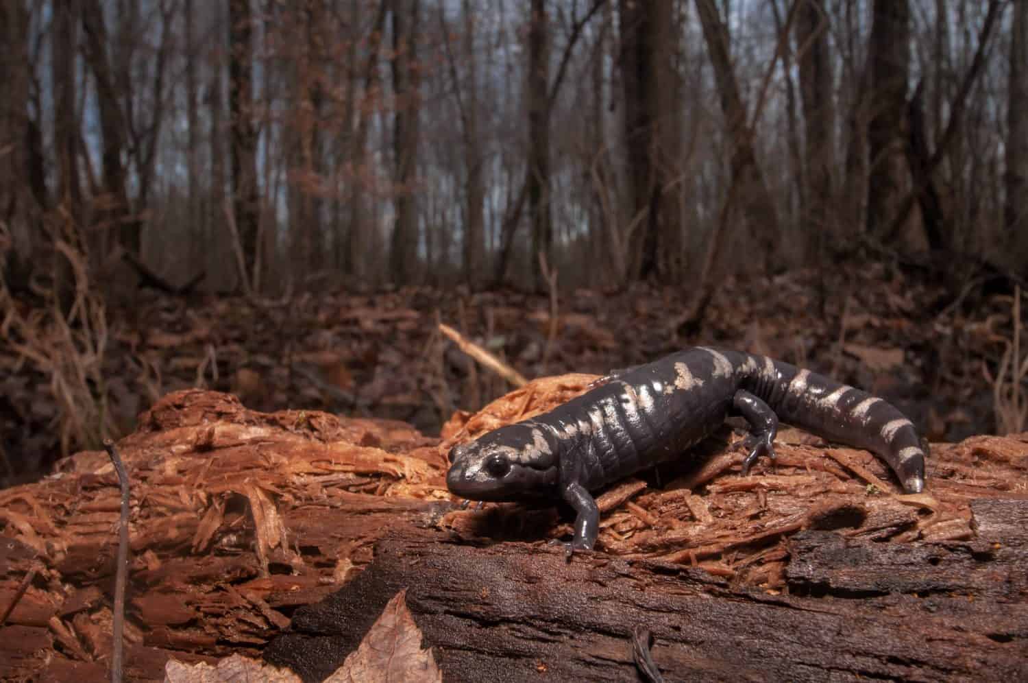 Adult marbled salamander wide angle photo in the forest