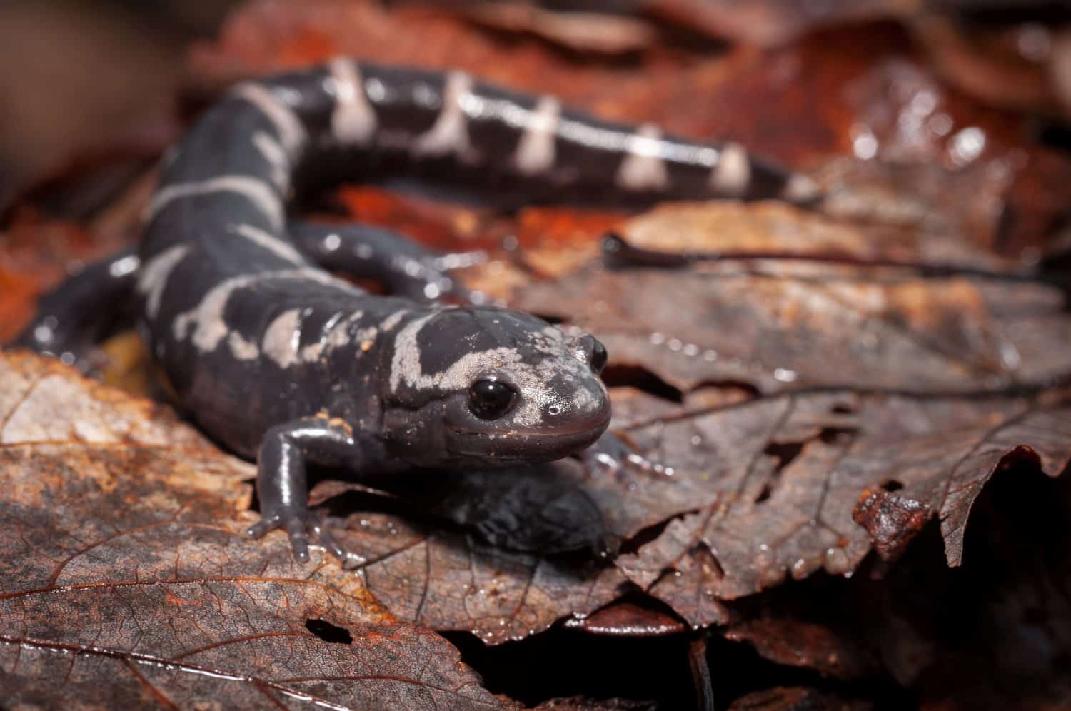 Adult marbled salamander field guide body photo on leaves