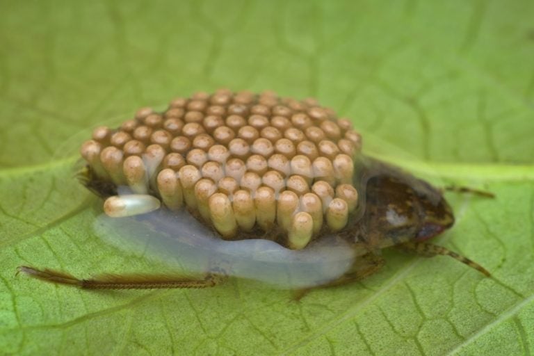 giant water bug carrying eggs on its back from side view
